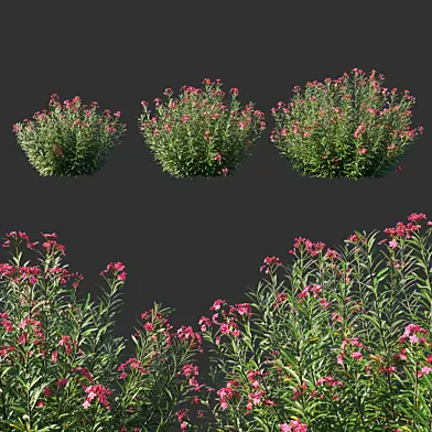 Nerium Oleander red