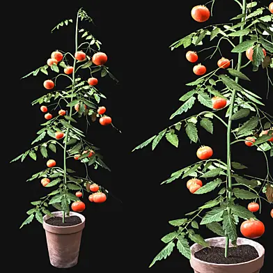 Tomato Plant
