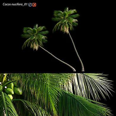 Cocos nucifera - Coconut 01