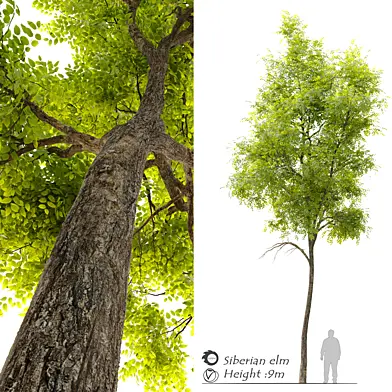 Siberian elm (Ulmus pumila)