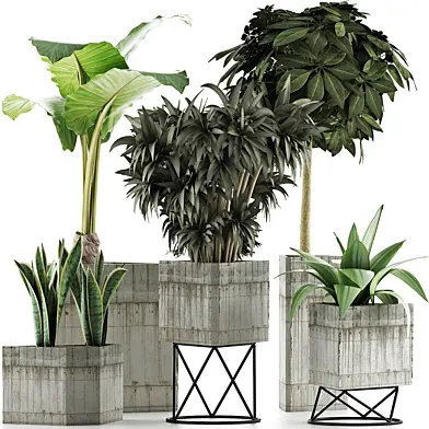 Plants Collection 34