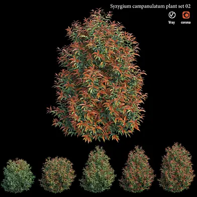 Syzygium campanulatum plant set 02