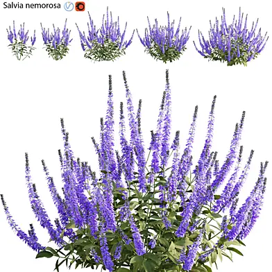 Salvia nemorosa