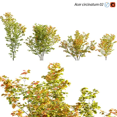 Acer circinatum | Vine Maple 02