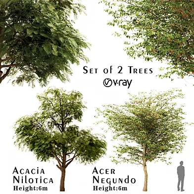 Set of Acacia Nilotica ( Gum Arabic ) & Acer negundo ( boxelder maple ) Trees