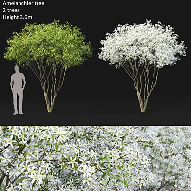 Amelanchier