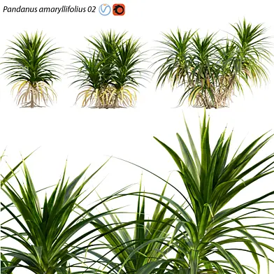 Pandanus amaryllifolius | Pandan leaves | Edible Pandan 02