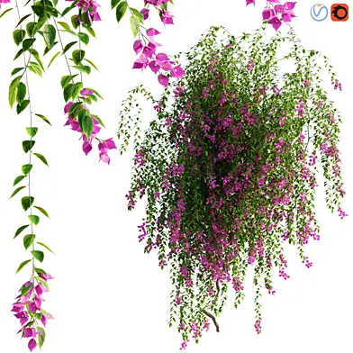 Bougainvillea - 06