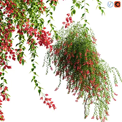 Bougainvillea - 07
