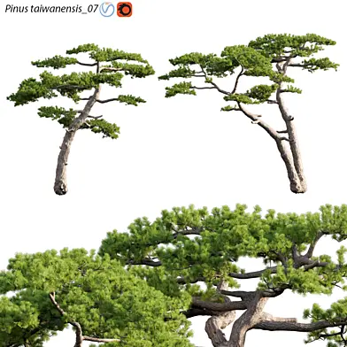 Pinus taiwanensis | Taiwan red pine | Pine | 07