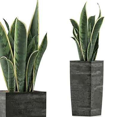 Plant collection 100 Sansevieira