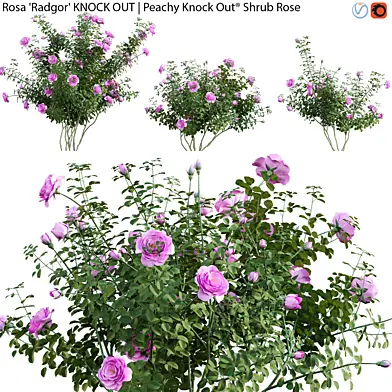 Rosa Radgor KNOCK OUT | Peachy Knock Out Shrub Rose 02