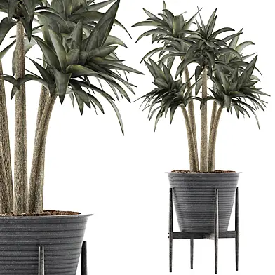Plant collection 117
