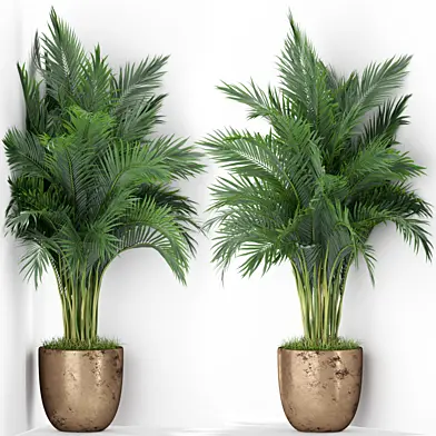 Plants collection 386