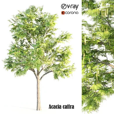 acacia caffra