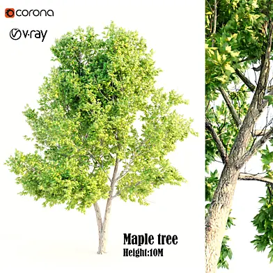 Maple tree