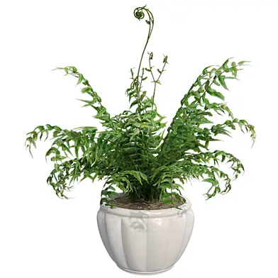 Western Sword Fern with Pot