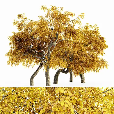Cherry_Fall 5 tree