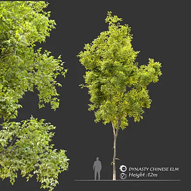 Ulmus parvifolia dynasty (Dynasty chinese elm) 2