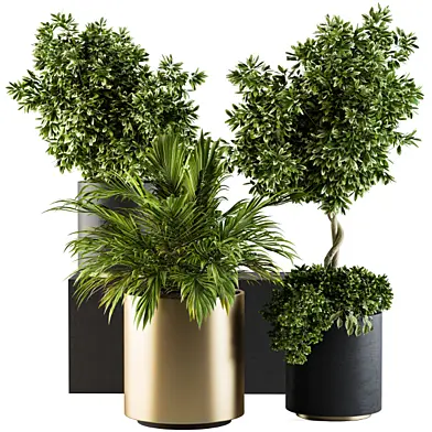 indoor Plant Set 90 - Black and Gold