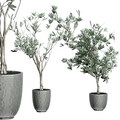 Flower Pack 122 - Olive Tree