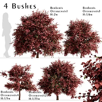 Set of Berberis Ottawensis Bushes (Barberry)
