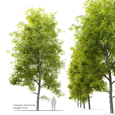 Fraxinus americana (White ash)