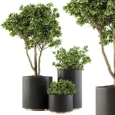 Outdoor Plants Tree in pot - Set 94