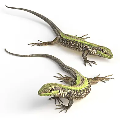 Common Wall Lizard - 5 poses