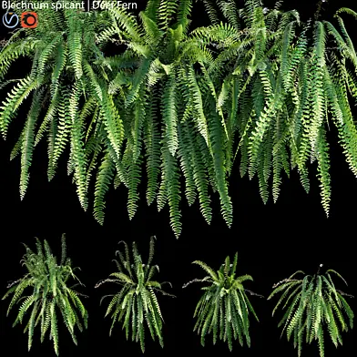 Blechnum spicant - Deer Fern - 01