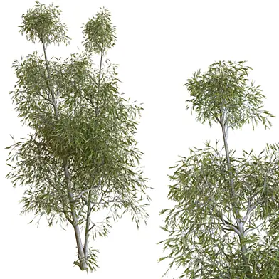 Tree Set 22