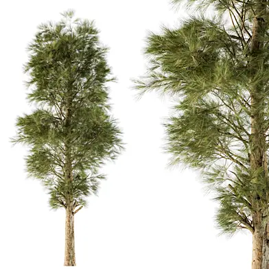 Tree White Pine - Set 24