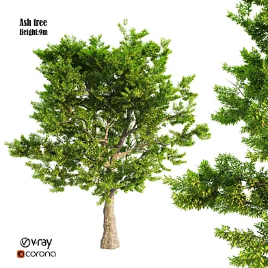 ash tree