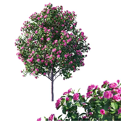 Camellia japonica 3
