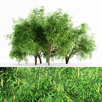 Honey Mesquite Flowers 5 Tree
