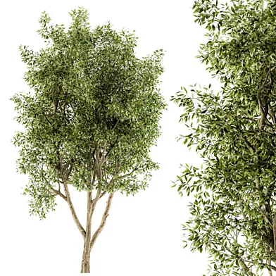 Tree Green Maple - Set 26