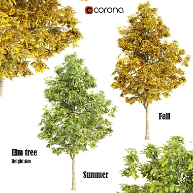 Elm tree summer&fall