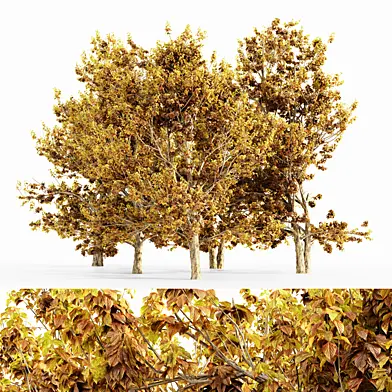 Korean Stewartia_Fall 5 tree