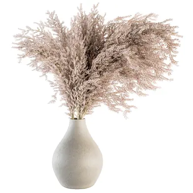 Dry plants 45 - Dried Plant Pampas