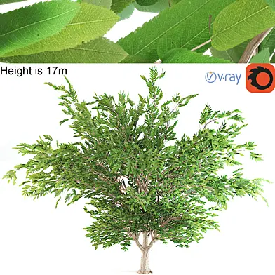 Ash tree