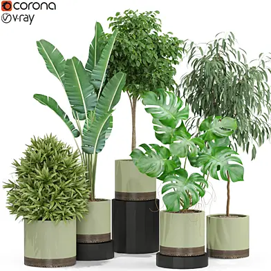 Plants collection 429