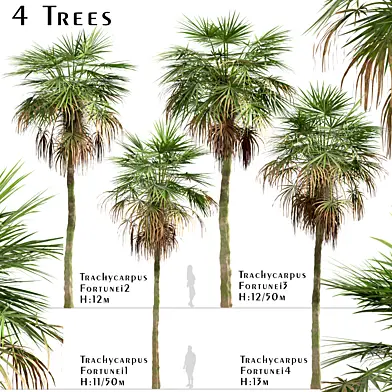 Set of Trachycarpus Fortunei trees (Chinese windmill Palm) (4 Trees)