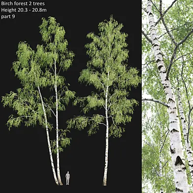 Birch forest part 9