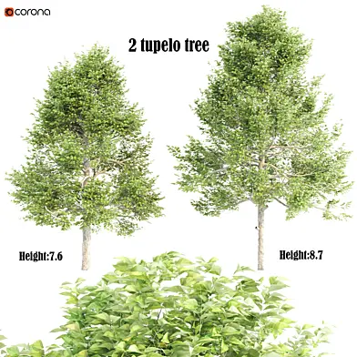 2 tupelo tree