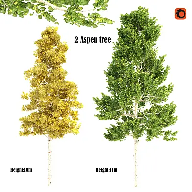 2 aspen tree fall &summer