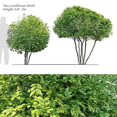 Two coniferous shrub