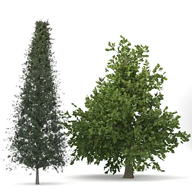 orange cypress trees