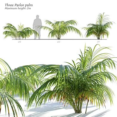 small Parlor Palm