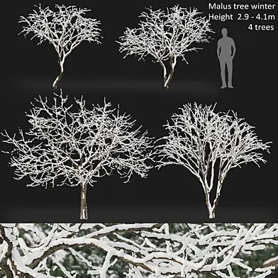 Malus winter tree
