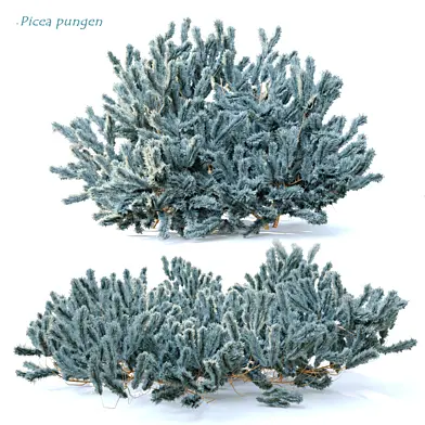 Picea pungens (Blue spruce)